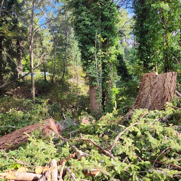 stumps and brush