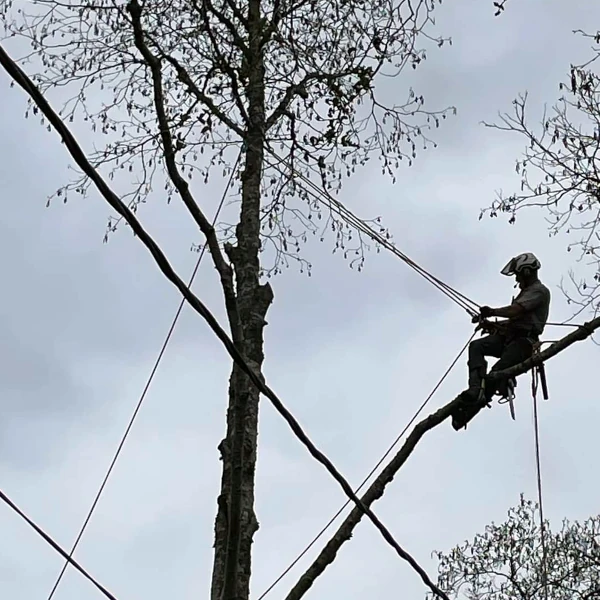limbing a tree