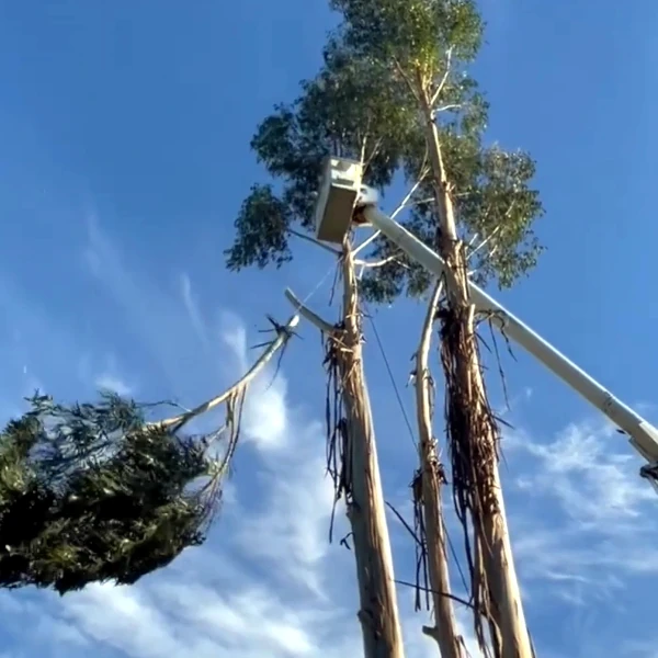 tree removal bucket truck