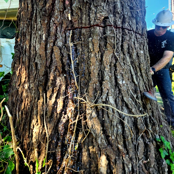 tree cutting